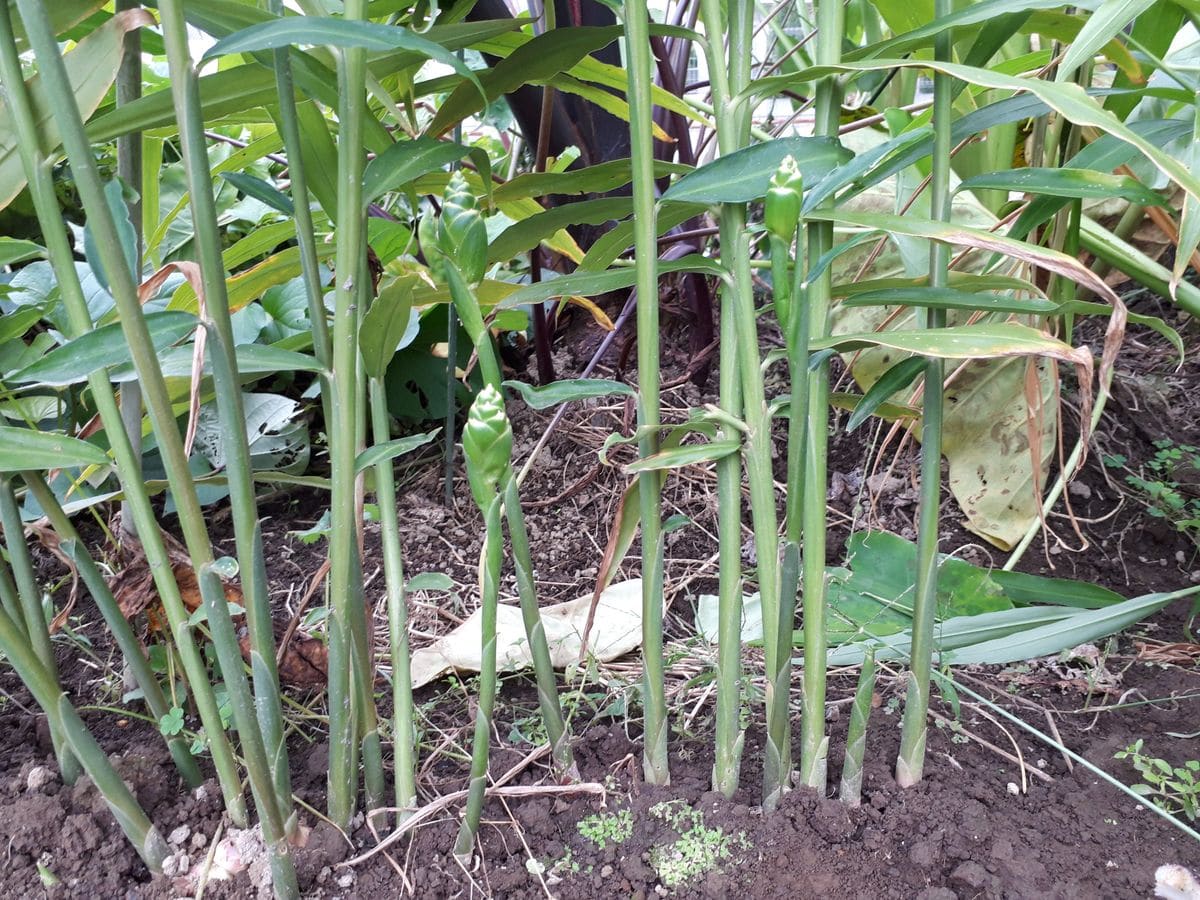 幻だったはずの食用生姜の花、今年も咲いちゃった？？