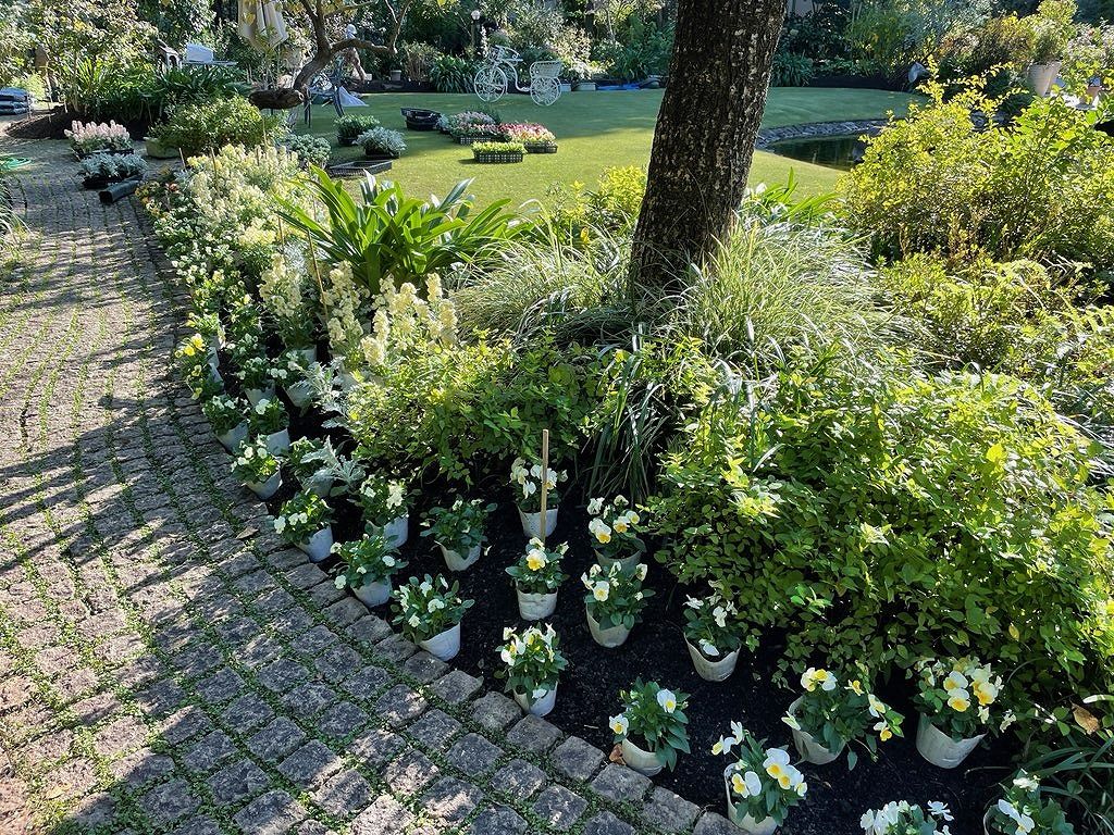 冬花壇の植え替え