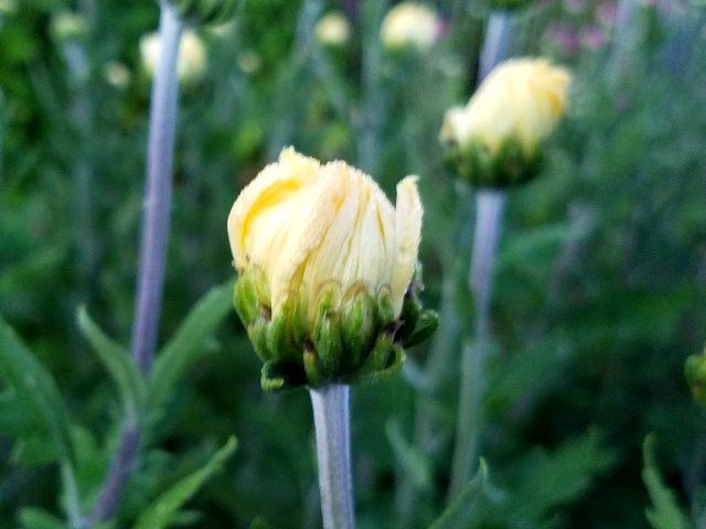 今朝の古典菊