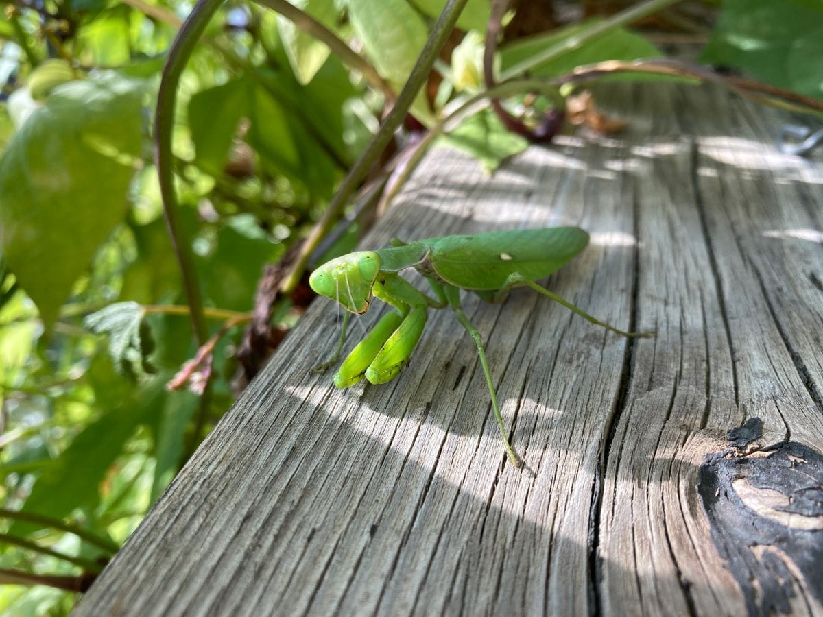 ホヤとおまけ