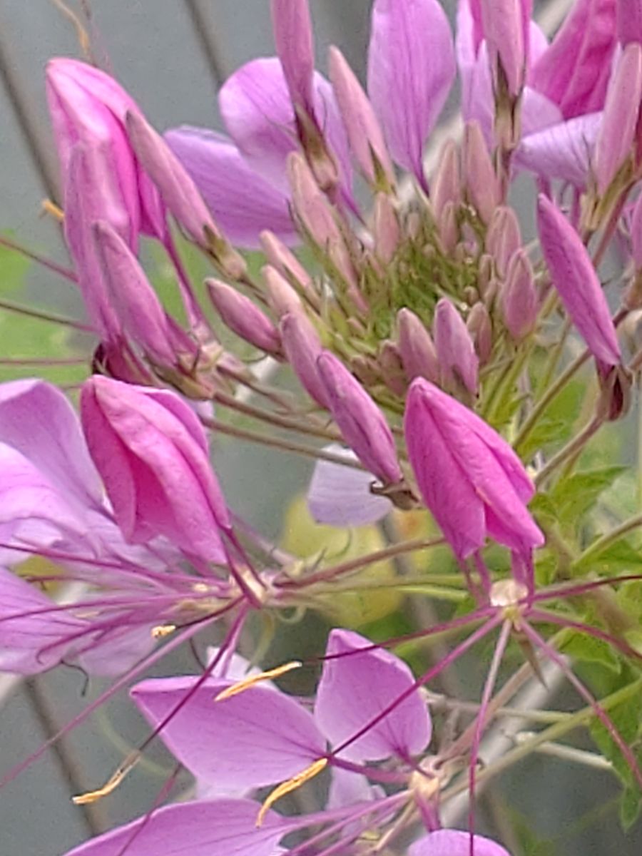 これからの園芸やることリスト