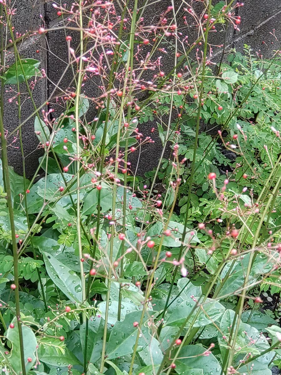 これからの園芸やることリスト