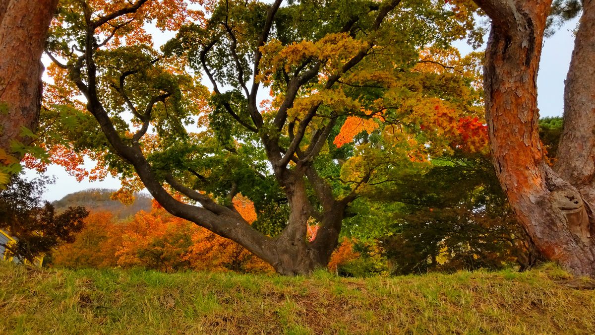 近所の紅葉🍁②