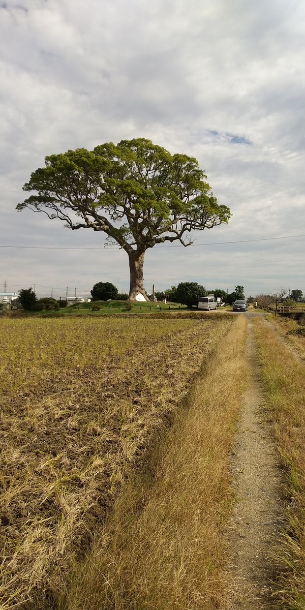 長太の大楠