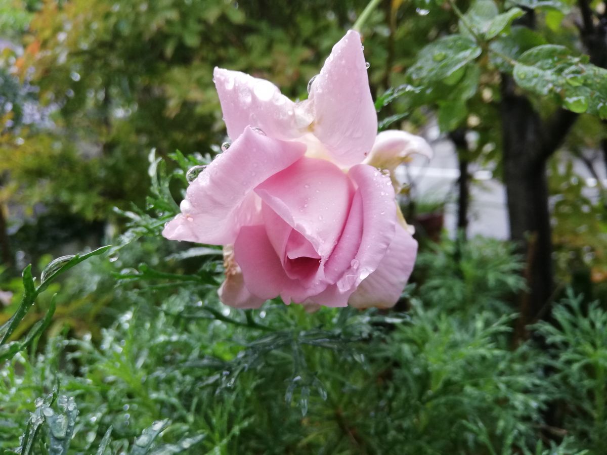 降りみ降らずみのお天気🌂