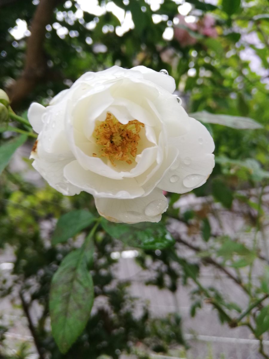 降りみ降らずみのお天気🌂