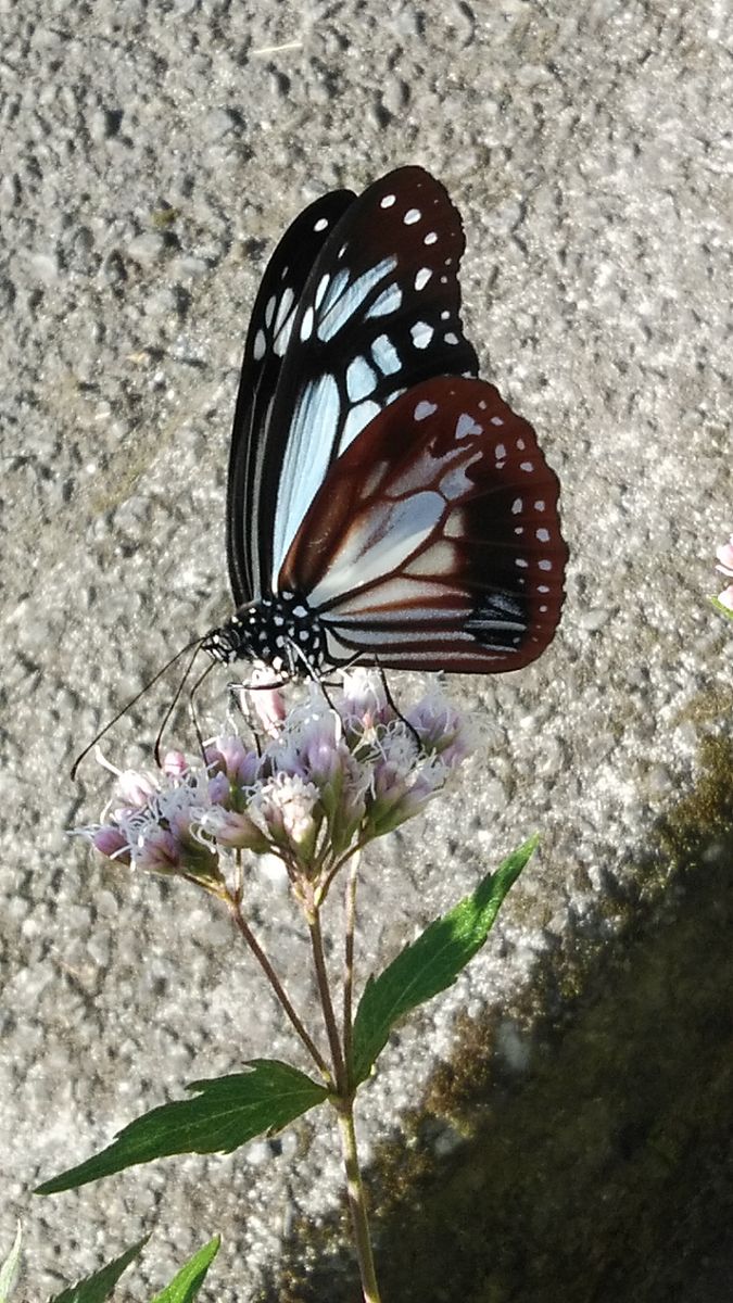 いいことありそうな秋の一日🦋