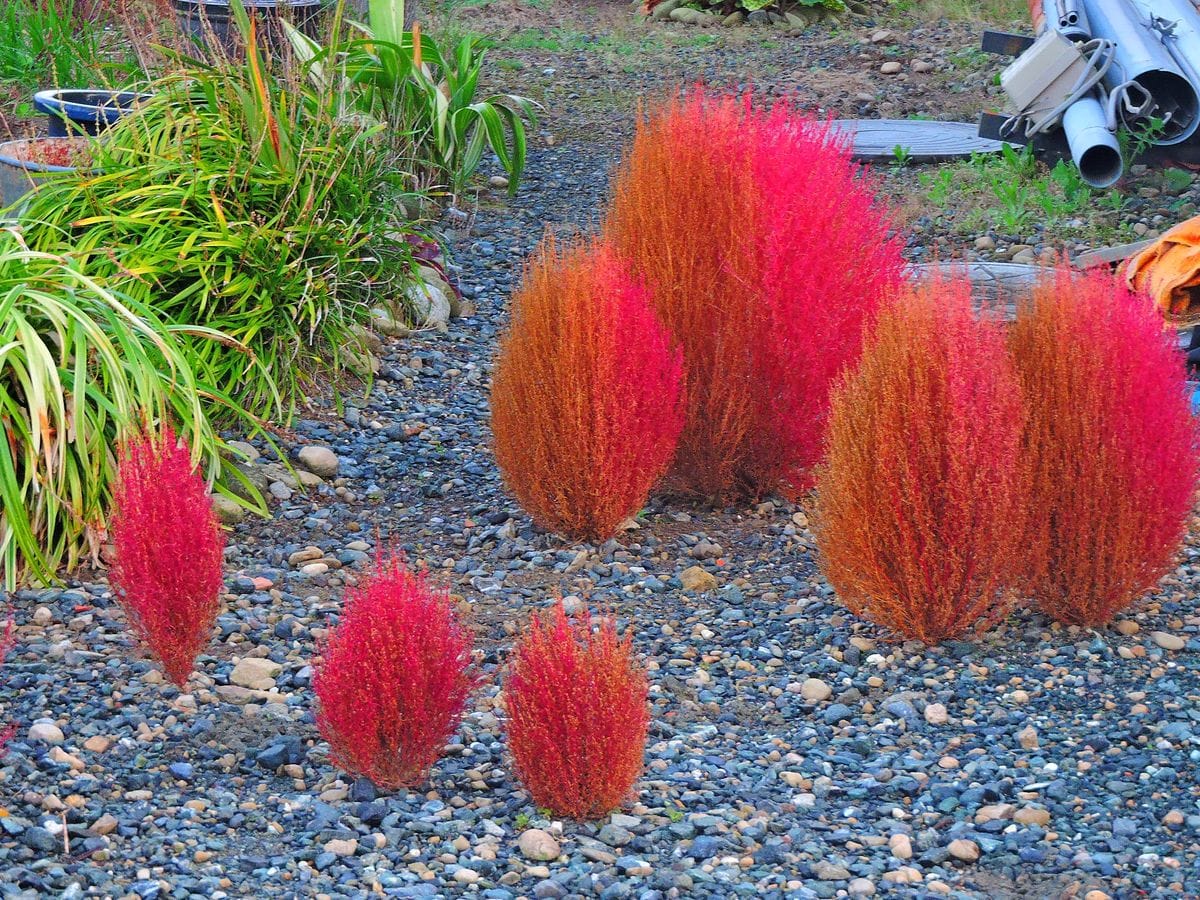 散歩道の花～コキアの紅葉