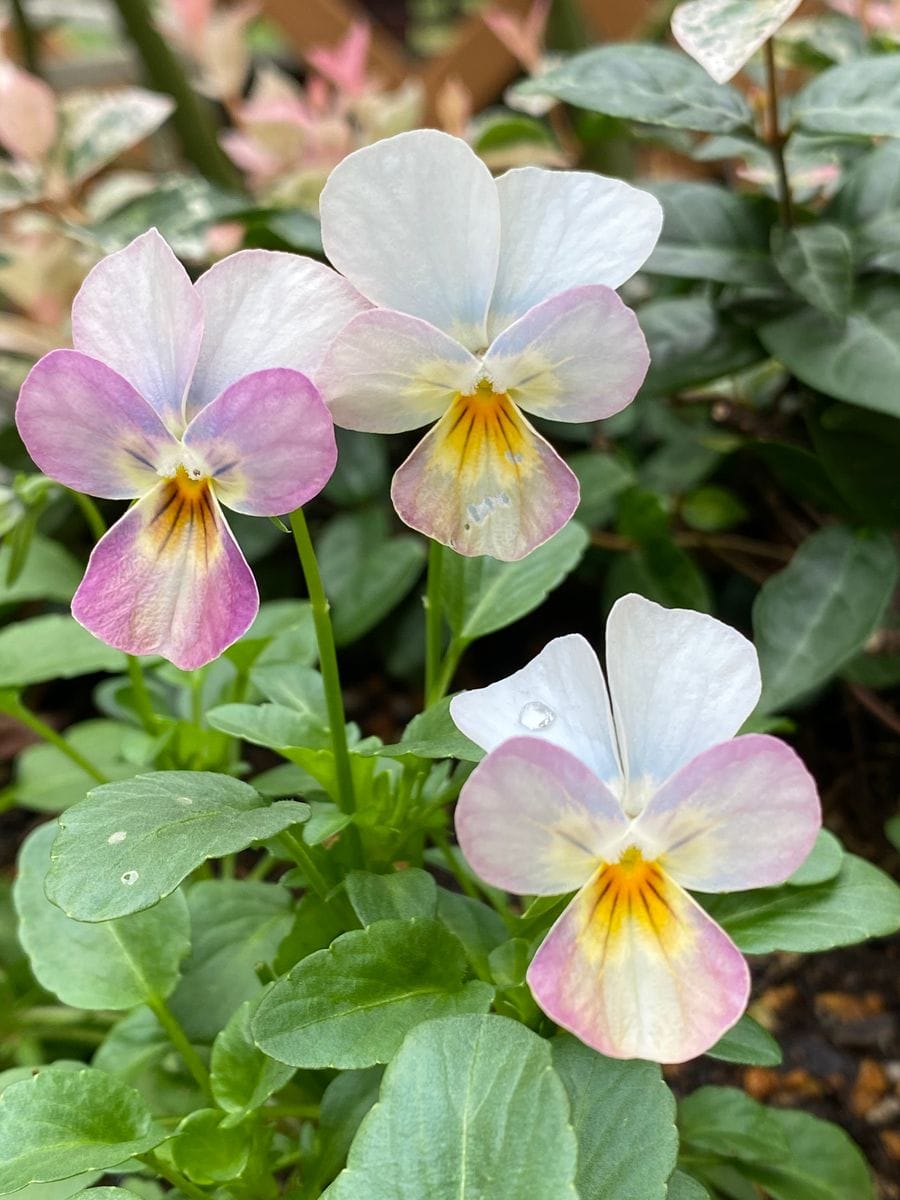 お花から癒しと元気をもらってます♬