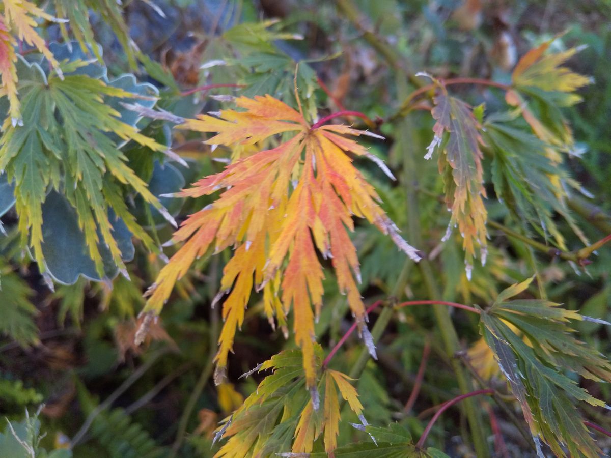 ほんの少しだけの紅葉🍁