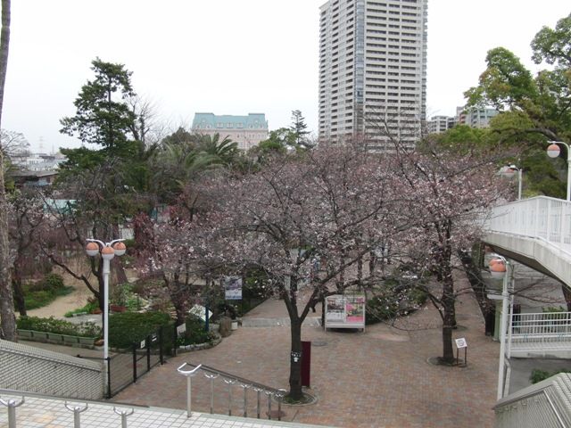 桜の開花状況　3/27現在