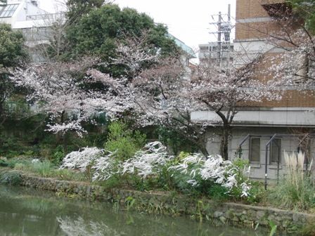 桜の開花状況　3/27現在