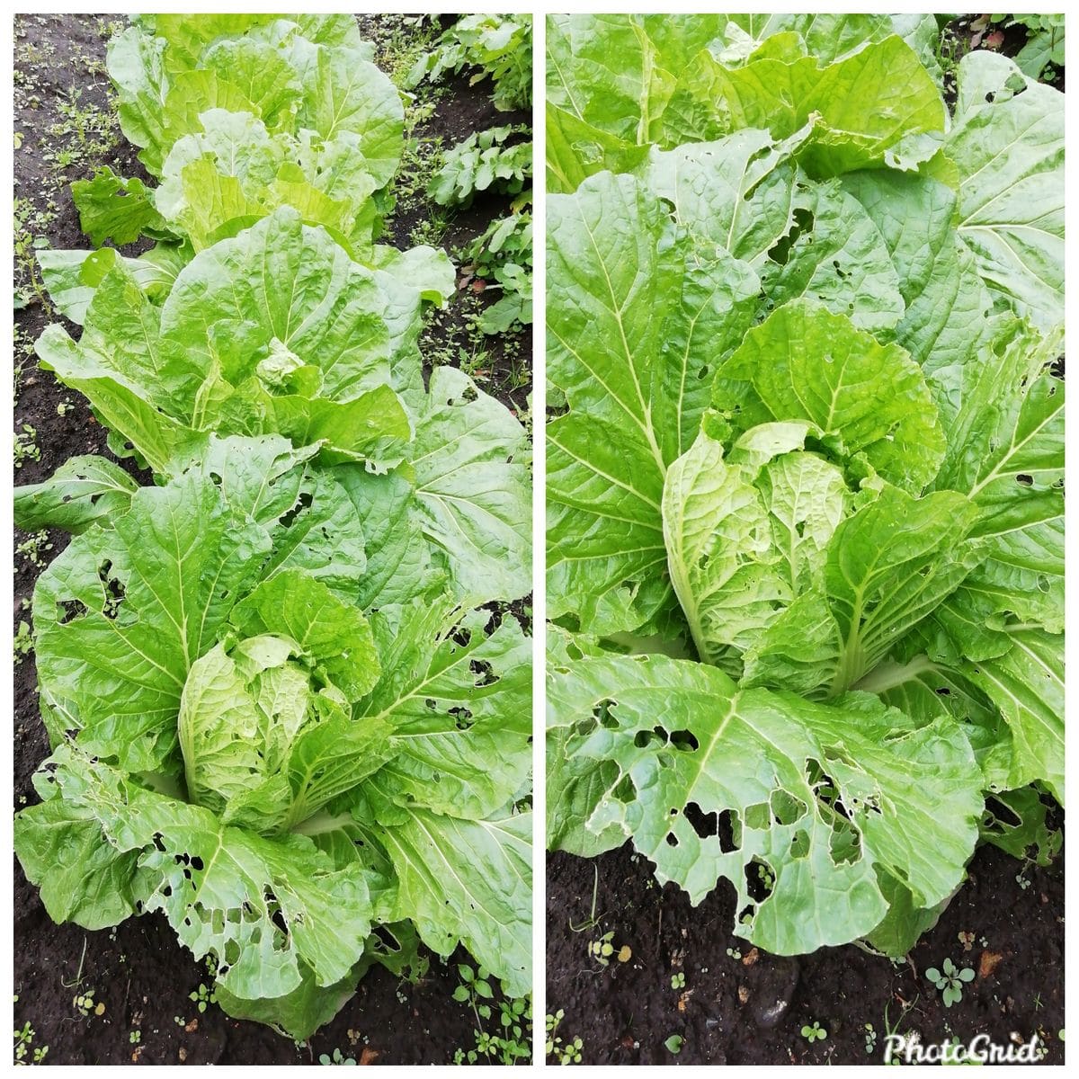 食べ頃になった野菜