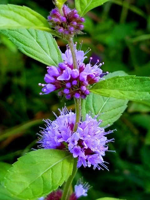 野の花①