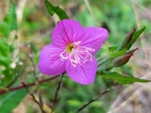 野の花②