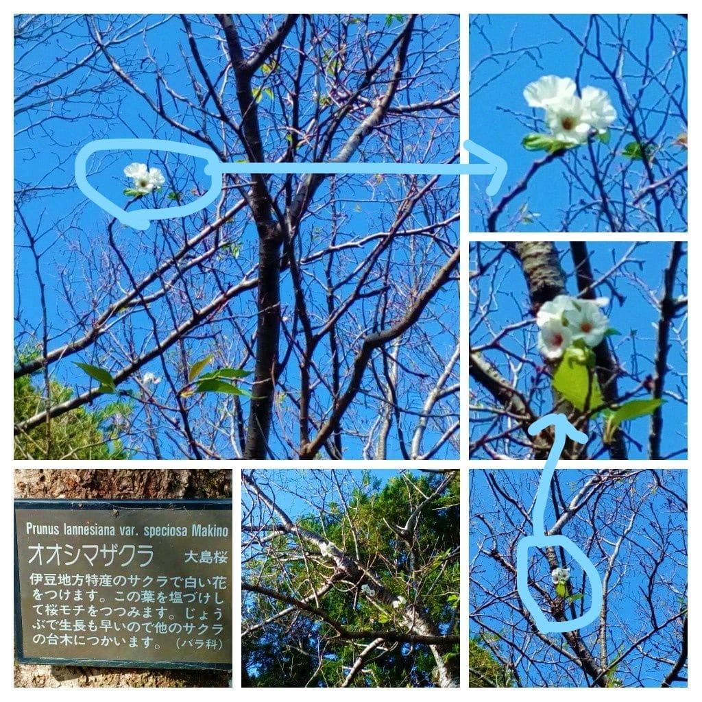 新たに見つけた『狂い咲き』の桜３種🌸🌸🌸