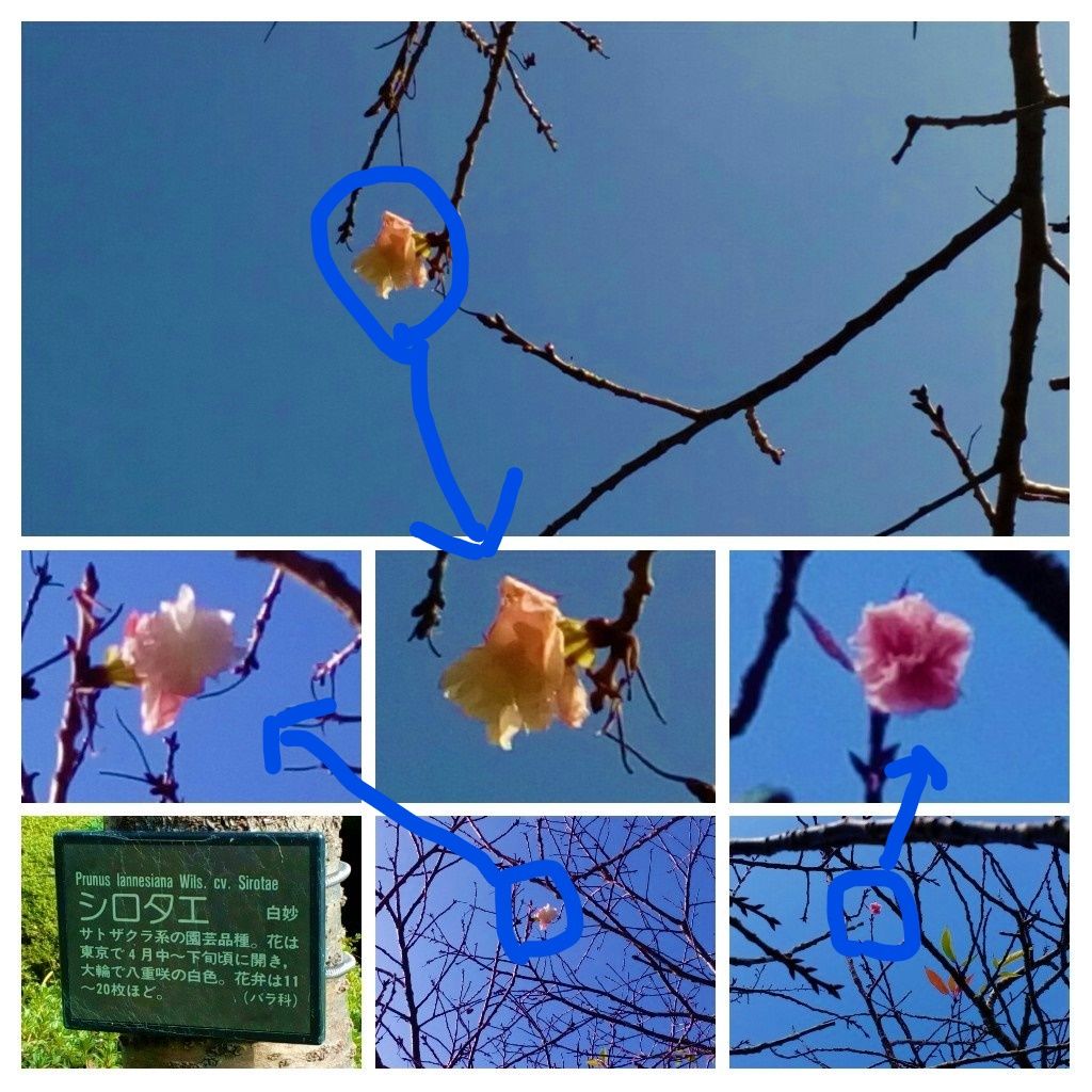 新たに見つけた『狂い咲き』の桜３種🌸🌸🌸