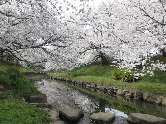 春はさくら