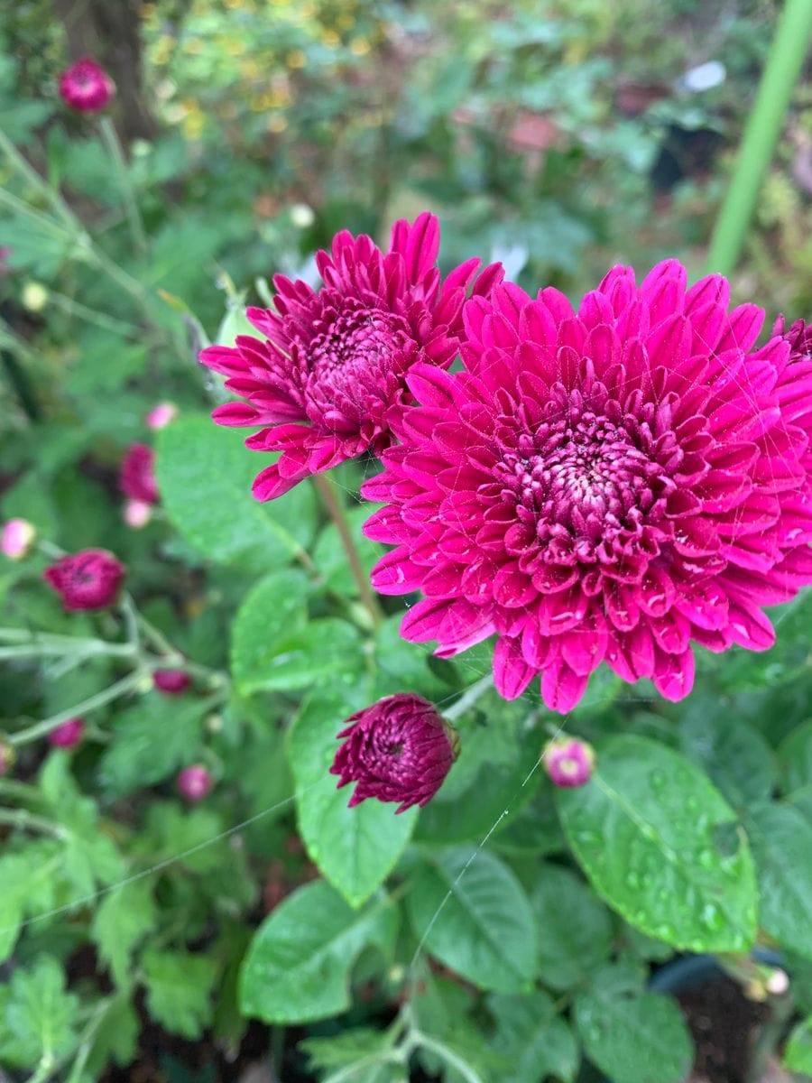 秋の花が咲いています