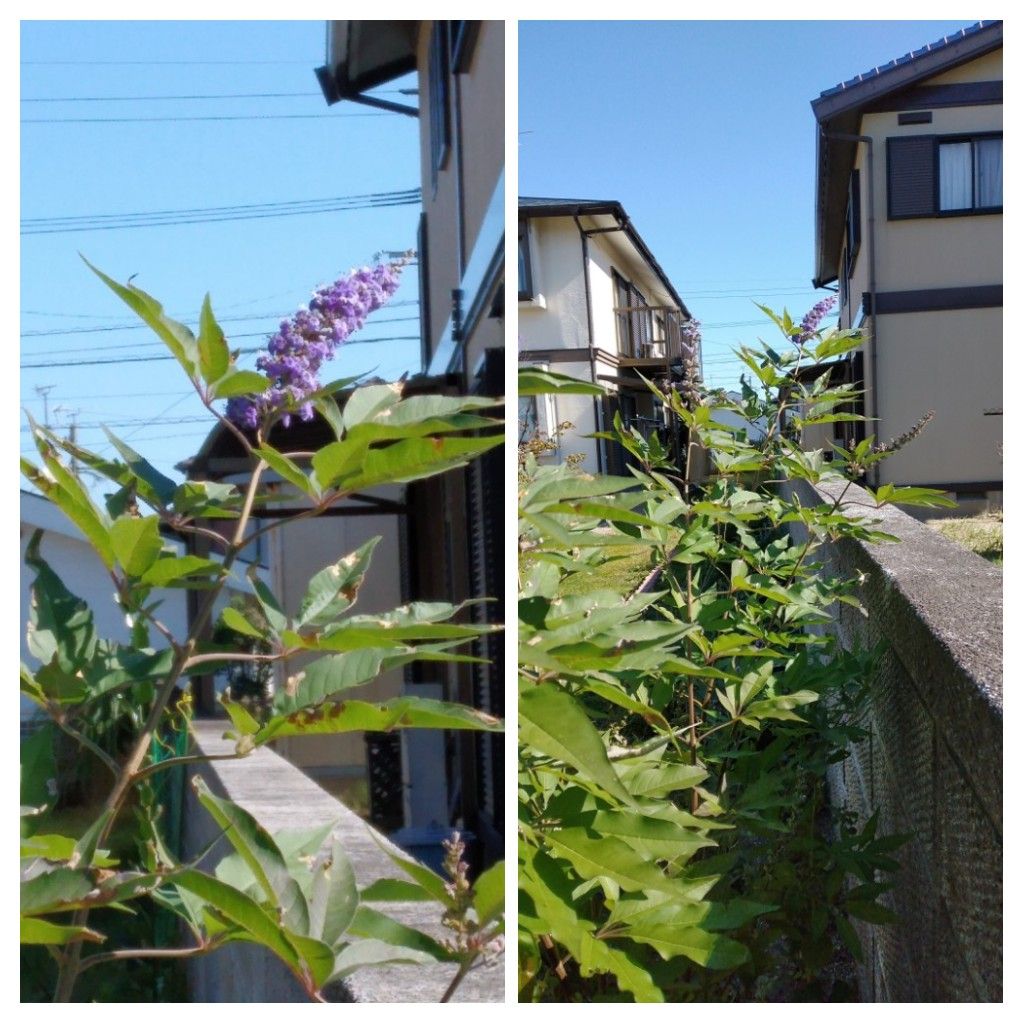 散歩道で見かけた花と実！