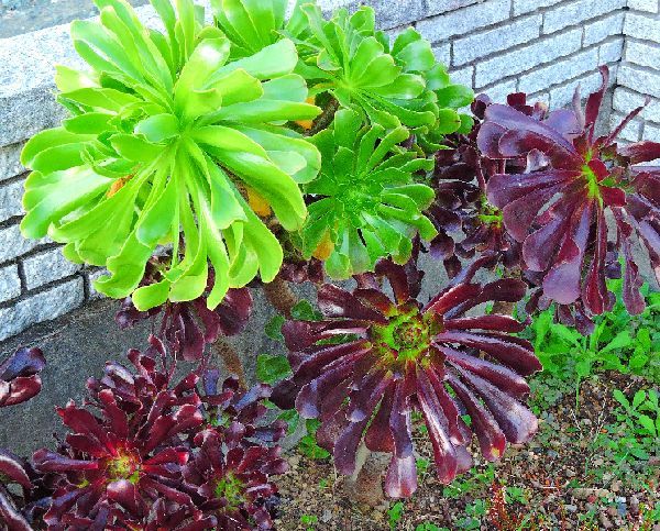 散歩道の花～多肉植物