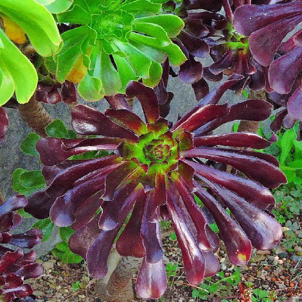 散歩道の花～多肉植物