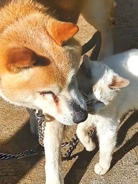 😸おチビちゃんの気持ち