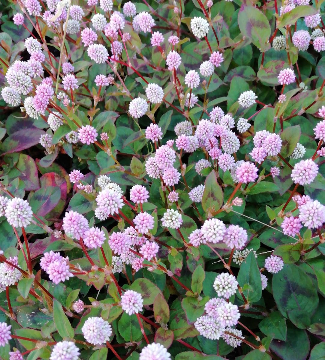 散歩道の花　ヒメツルソバ(姫蔓蕎麦)