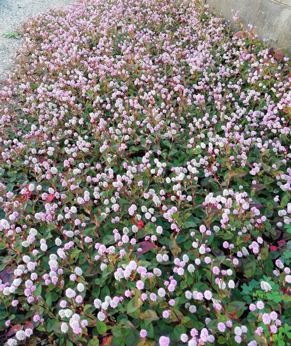 散歩道の花　ヒメツルソバ(姫蔓蕎麦)