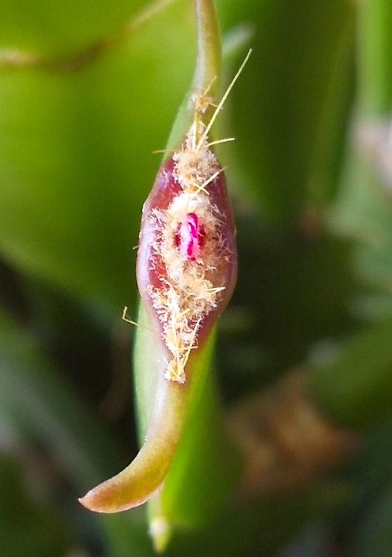 シャコバサボテンに蕾