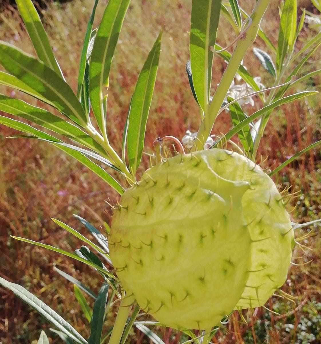 散歩道の花　フウセントウワタ(風船唐綿)