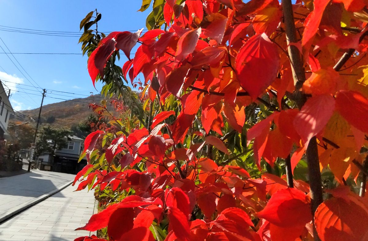 青空の紅葉したハナミズキ