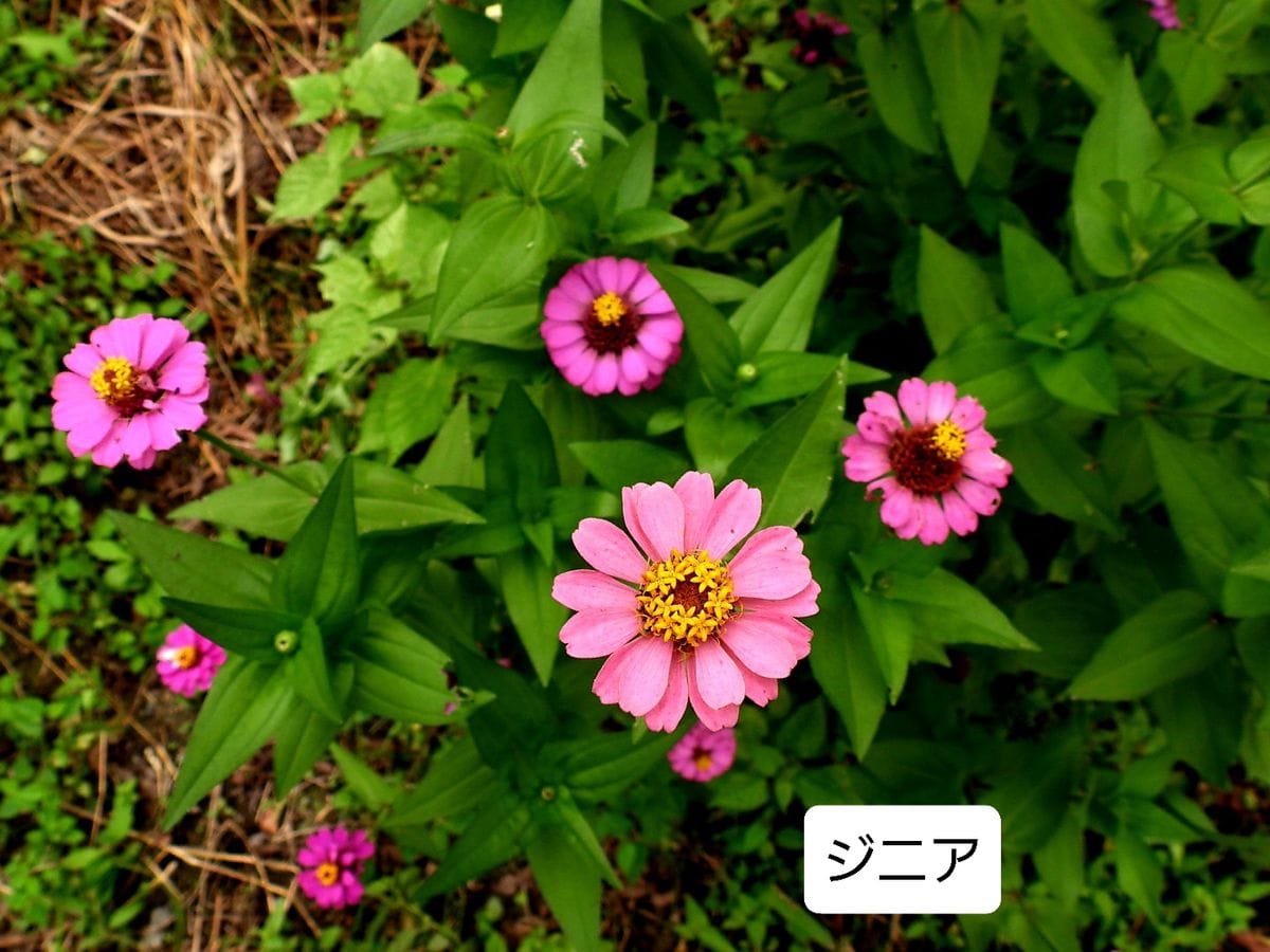 昨日の散歩中に見かけた花。