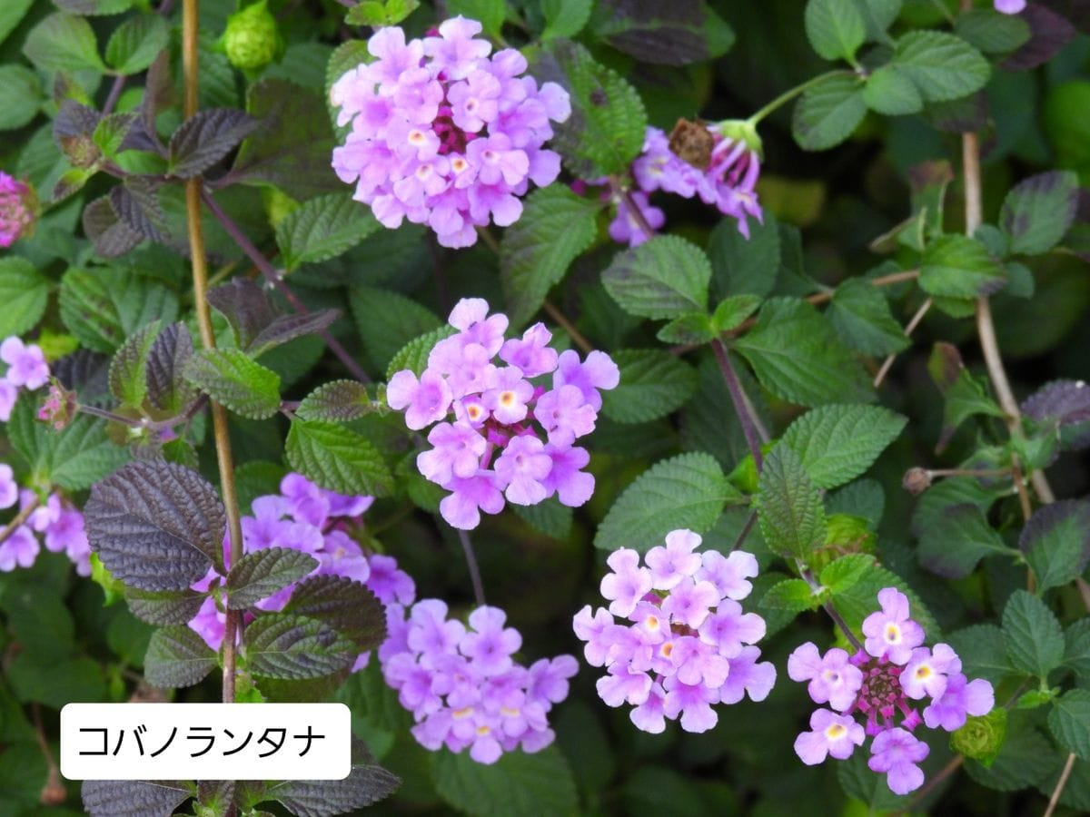 昨日の散歩中に見かけた花。