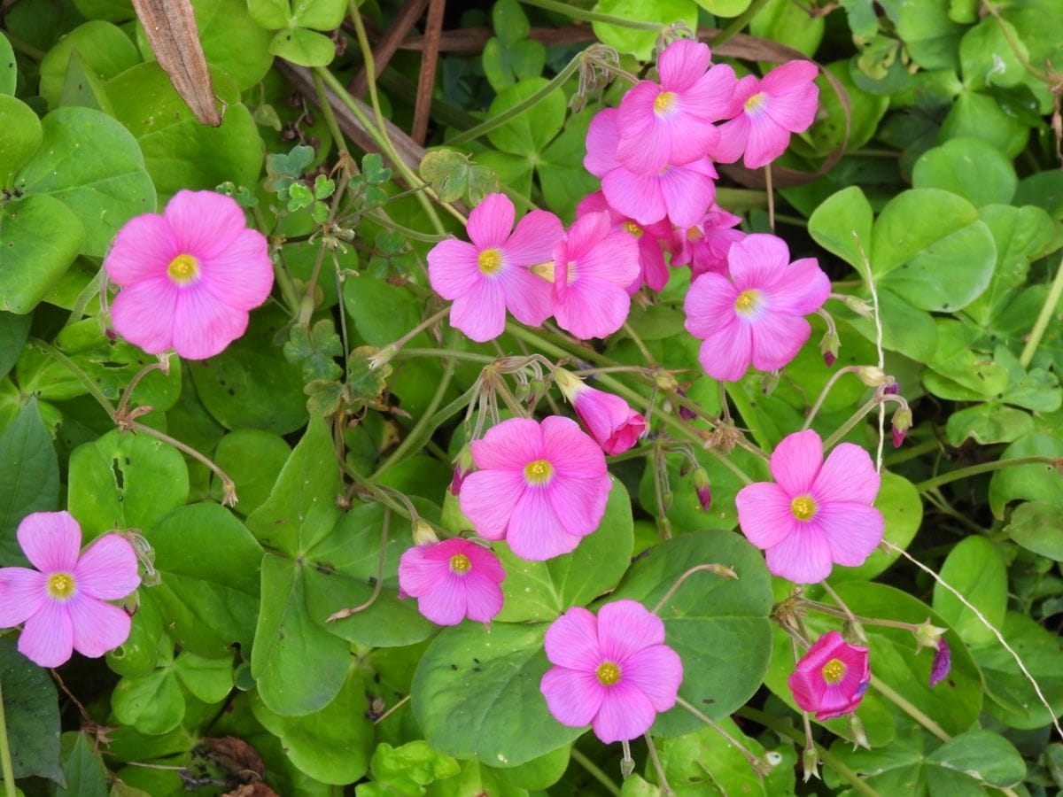 昨日の散歩中に見かけた花。