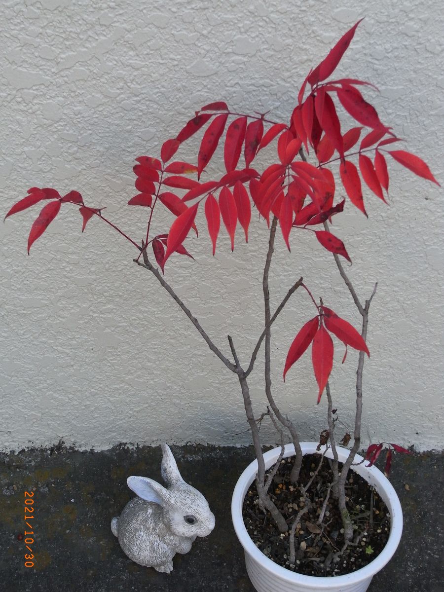 鉢植えのハゼの紅葉