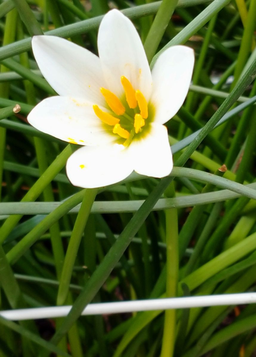 我が家の庭の花