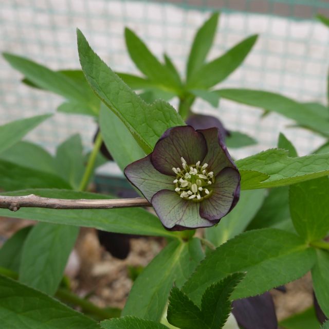 いよいよクリロの開花も終了か？