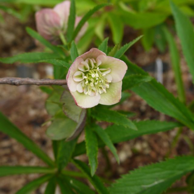 いよいよクリロの開花も終了か？