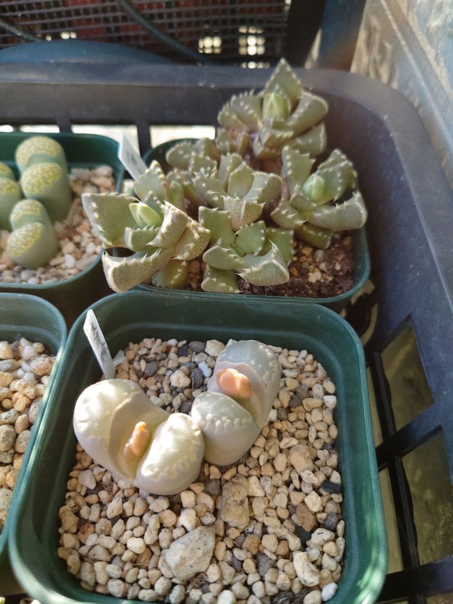 穏やかな良いお天気で 絶好の開花日和