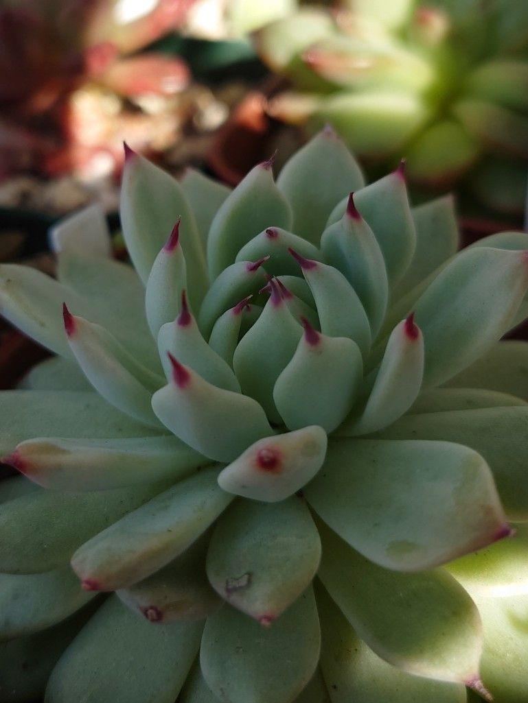 穏やかな良いお天気で 絶好の開花日和