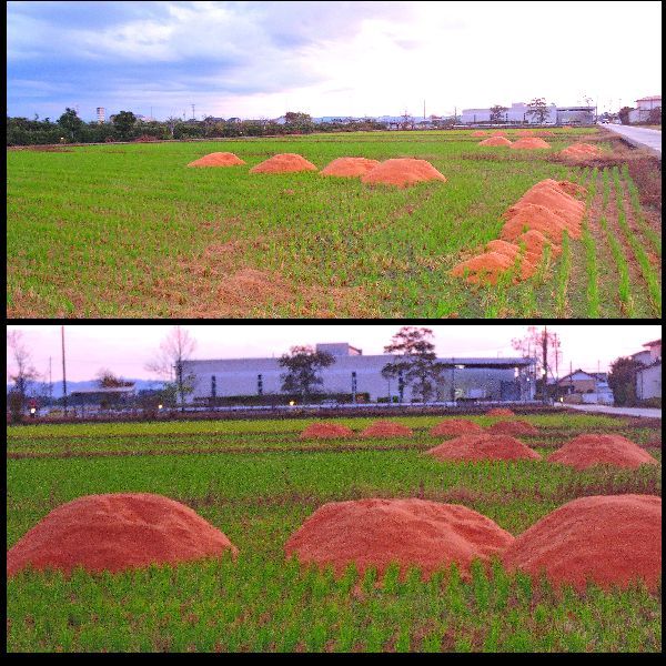 雨上がりの散歩道。ウォーキングMS⑨264日目(3184日目)