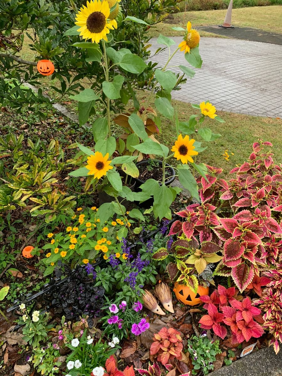 ハロウィン🌼ひまわり🎃