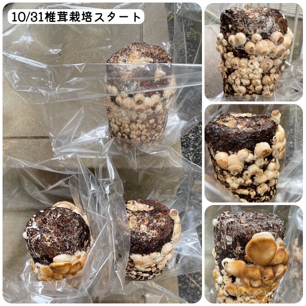 2021.10.31_ポット上げ後の様子と椎茸🍄