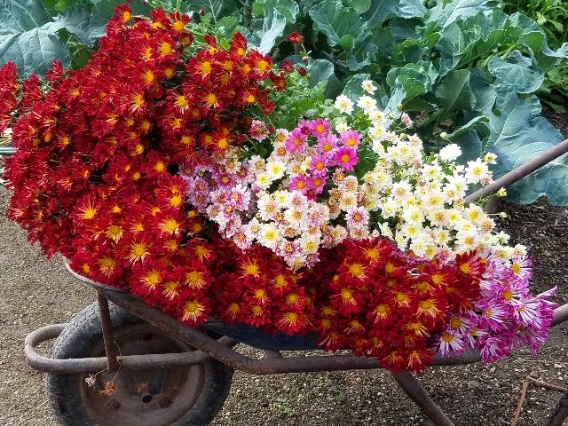 切り花にしました