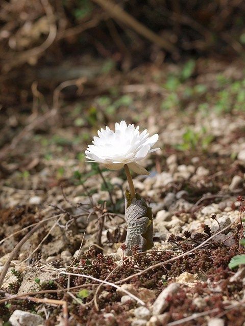 マントの騎士