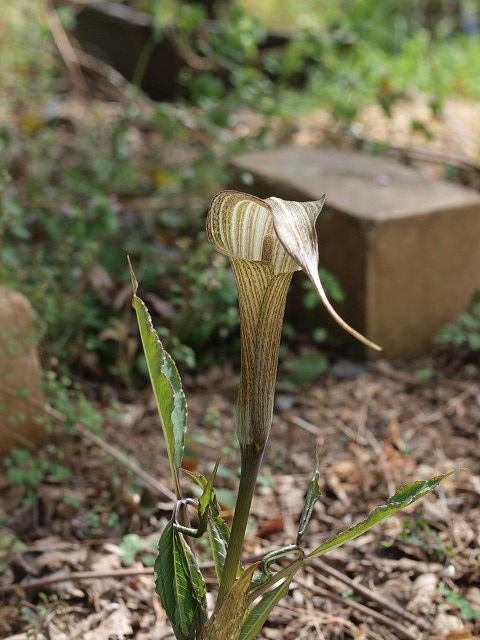 マントの騎士