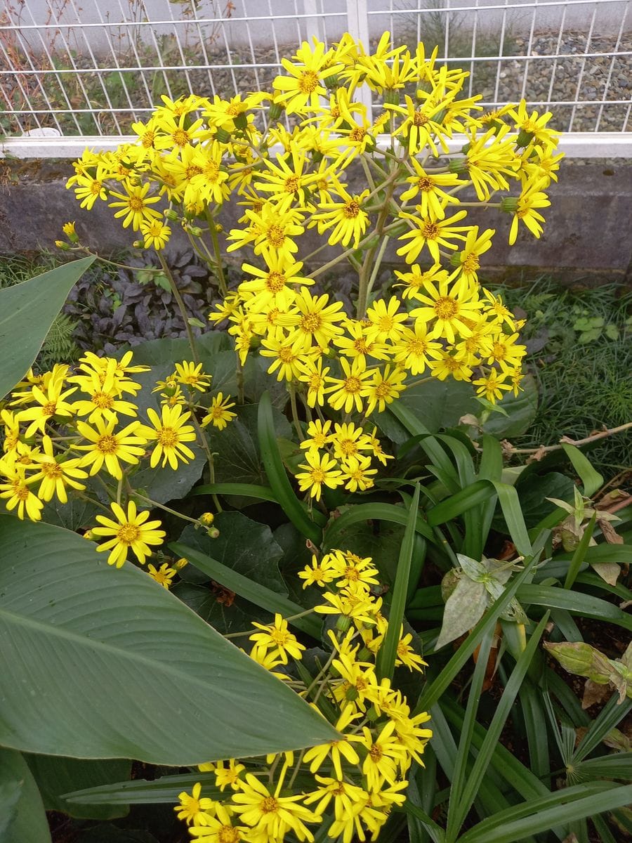 少ないながらも、開花