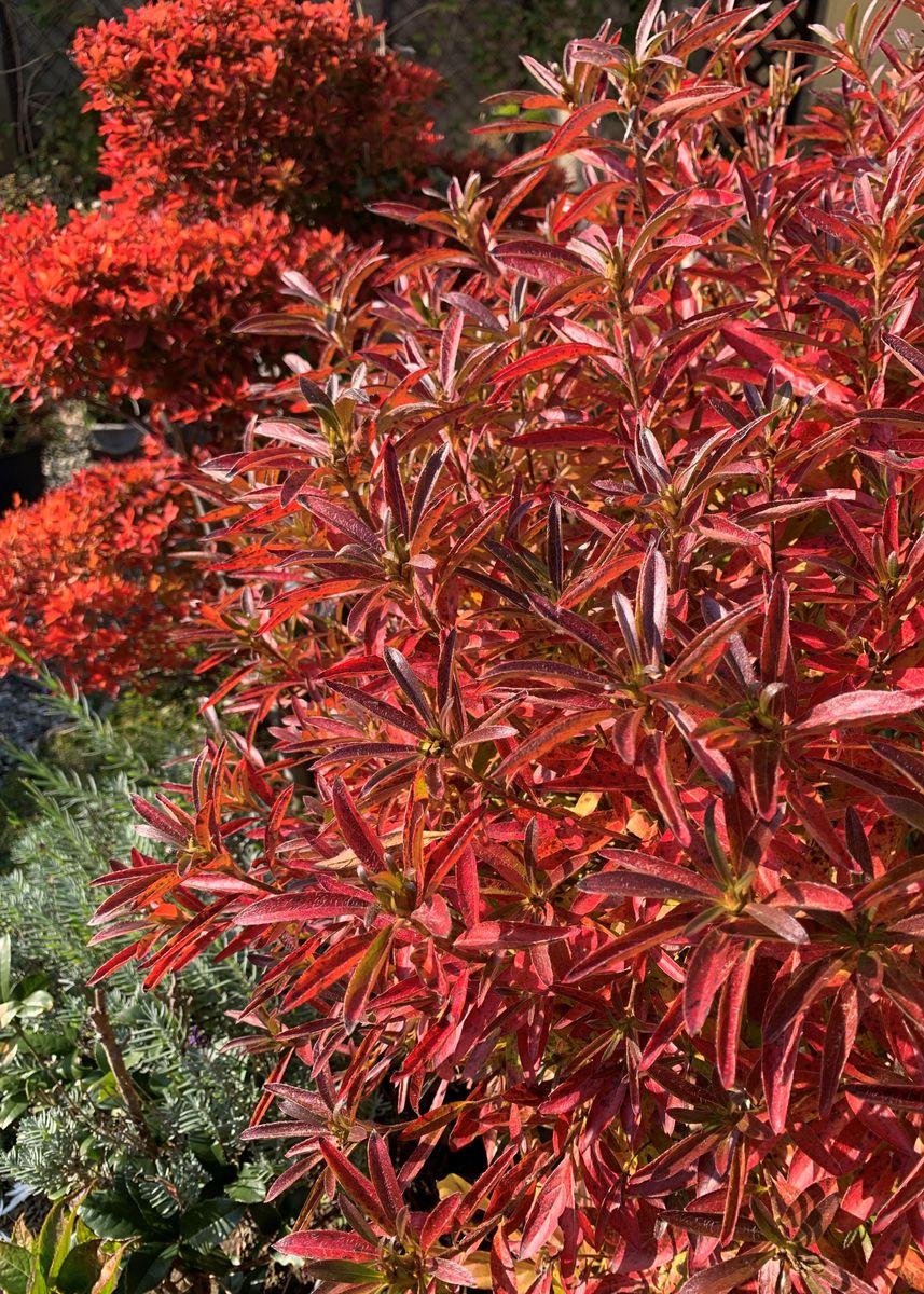 庭の紅葉が進んでいます