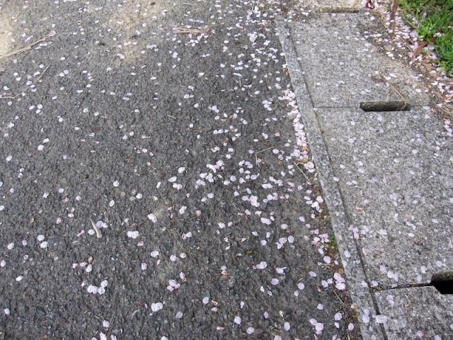 散り始めた桜